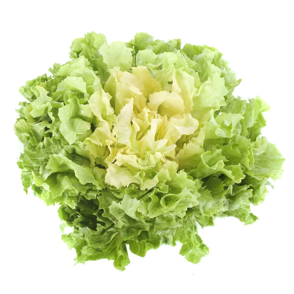 Salade SCAROLE